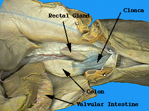 Lab05_2 diagram parts esophagus 